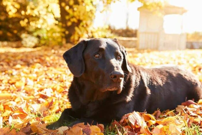 Old Dog Vestibular Disease v Stroke - Lab down in the leaves.