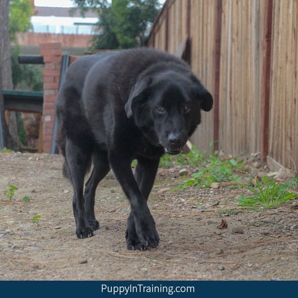 My older dog Linus was feeling disoriented, unbalanced and confused.