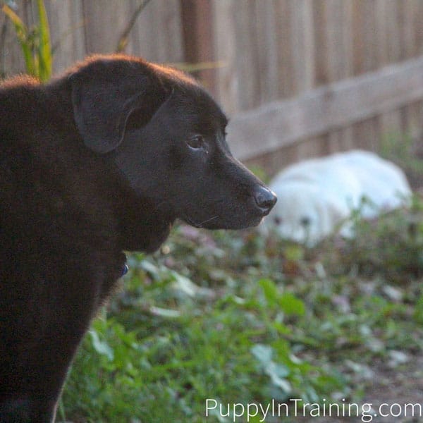 When Linus got older was diagnosed with Old Dog Canine Vestibular Disease