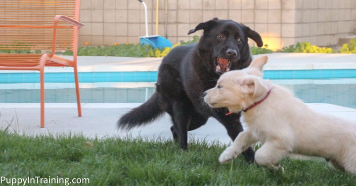 Our golden puppy is out of control!