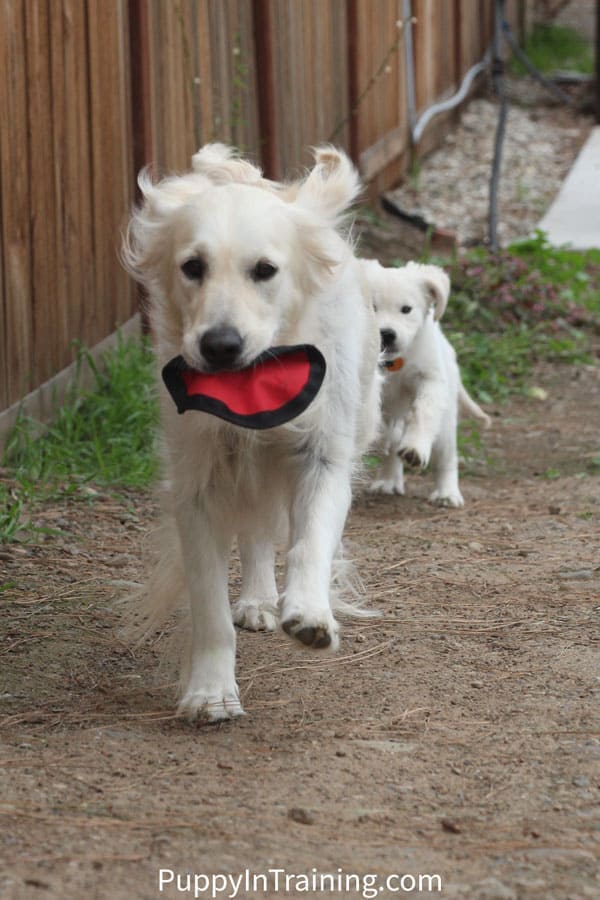 Golden Puppy Chasing Golden Mama!