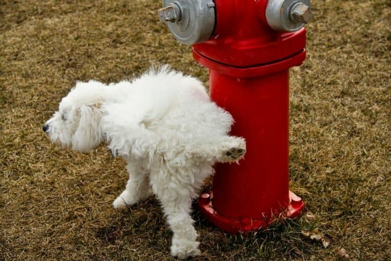 How To Make an Outdoor Dog Potty Area