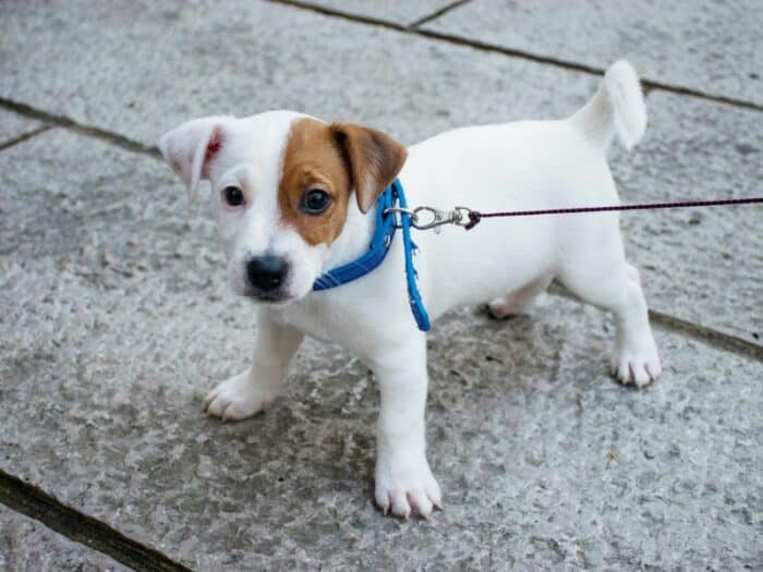 Puppy Pees On Walk - White puppy with brown spot on eye standing on leash