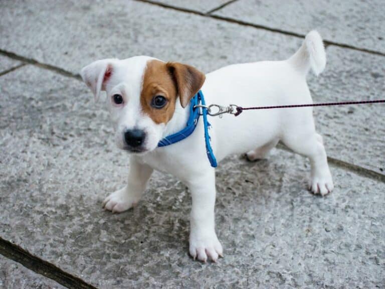 Why Does My Puppy Only Pee on Our Walk? And What Should I Do About It?