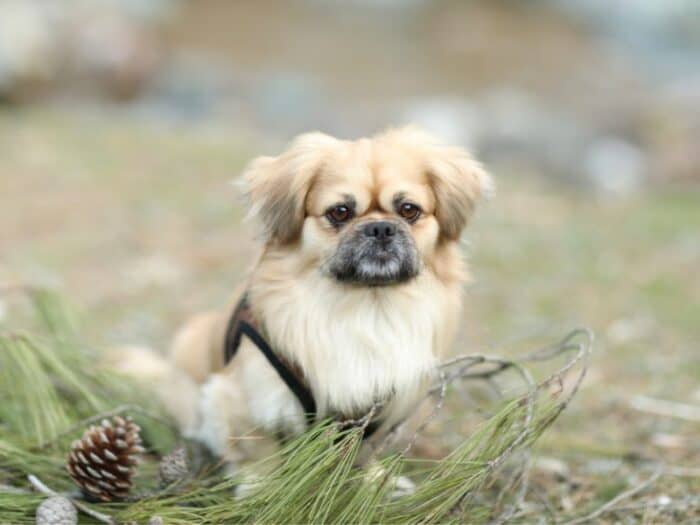 So You Want A Pekingese? - tree branch and pine cone sitting in front of a Peke.