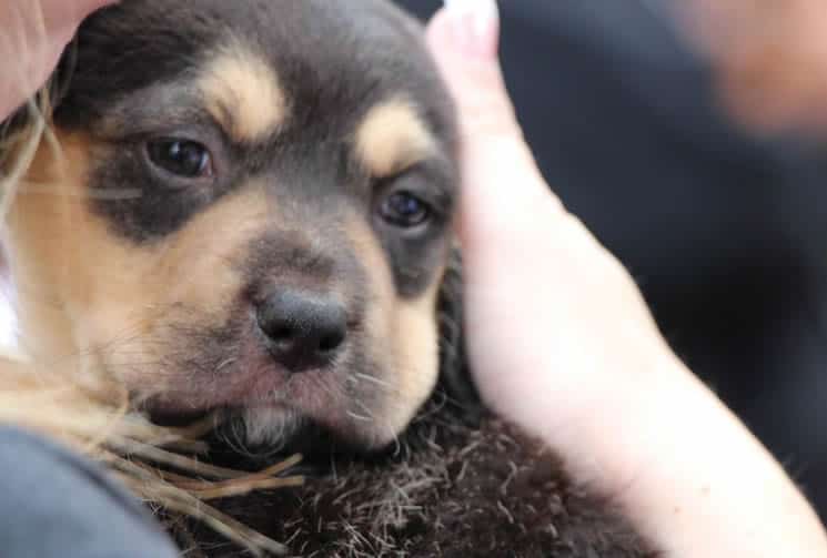 Puppy Pet Adoption