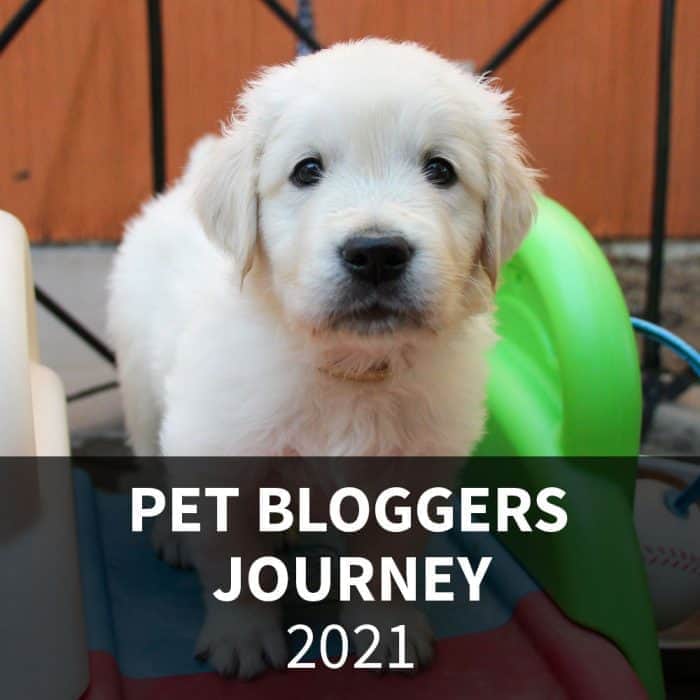 Pet Bloggers Journey 2021. Golden Retriever puppy sits on a slide in his playpen.