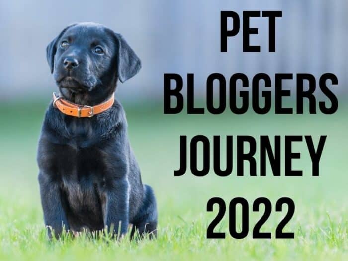 Pet Bloggers Journey 2022 - Black Lab puppy sitting in the grass