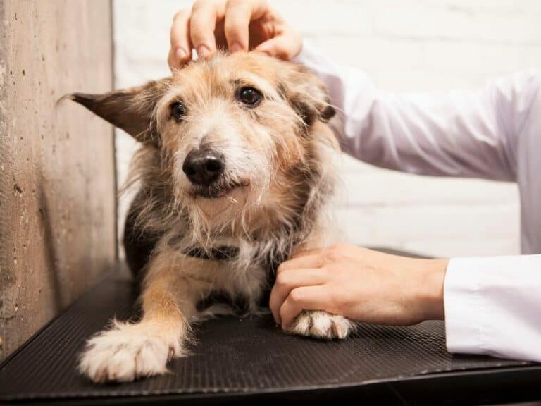 Can You Get Pet Insurance For A Rescue Dog?