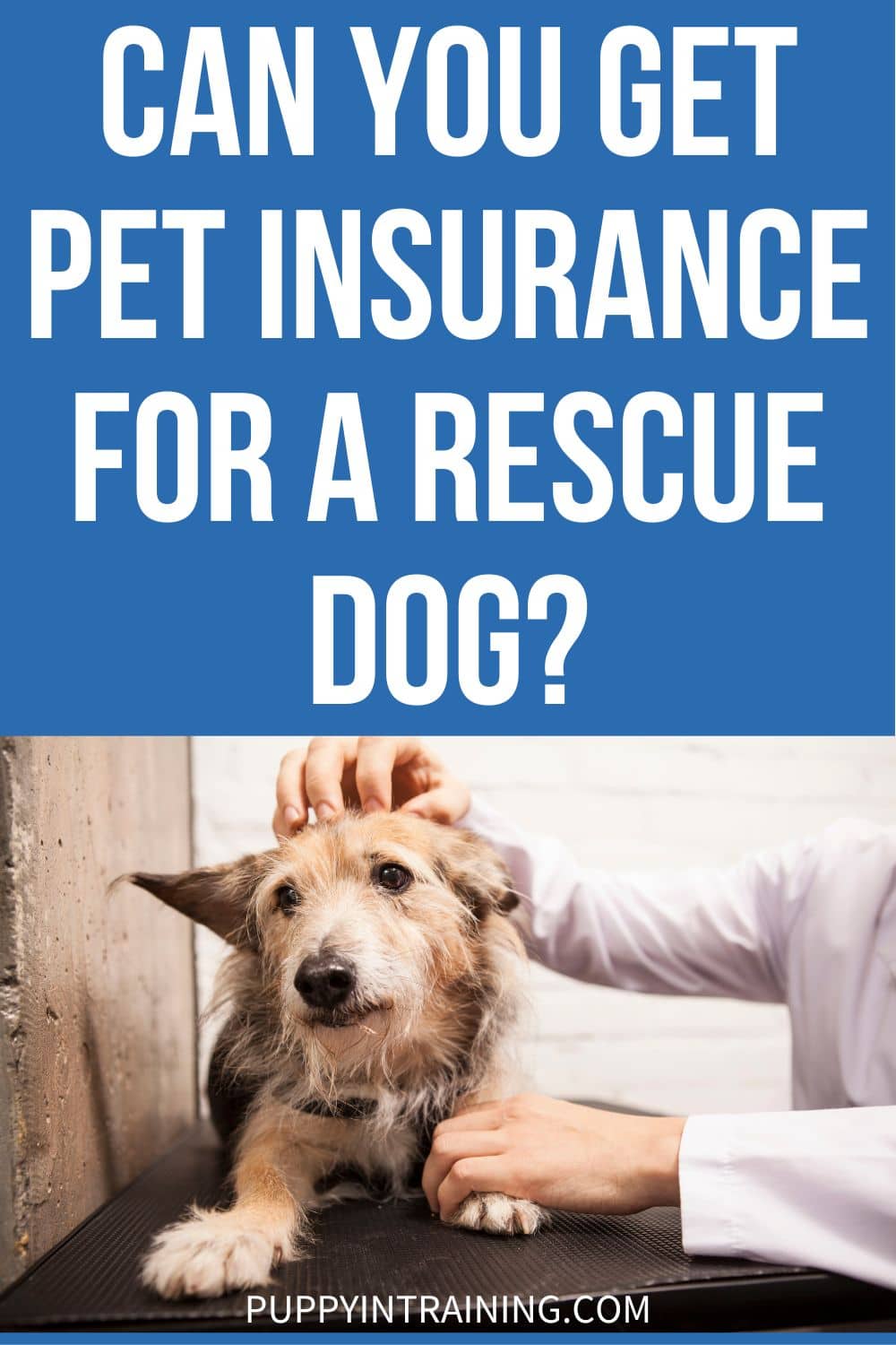 Can You Get Pet Insurance for a Rescue Dog? - vet check for dog