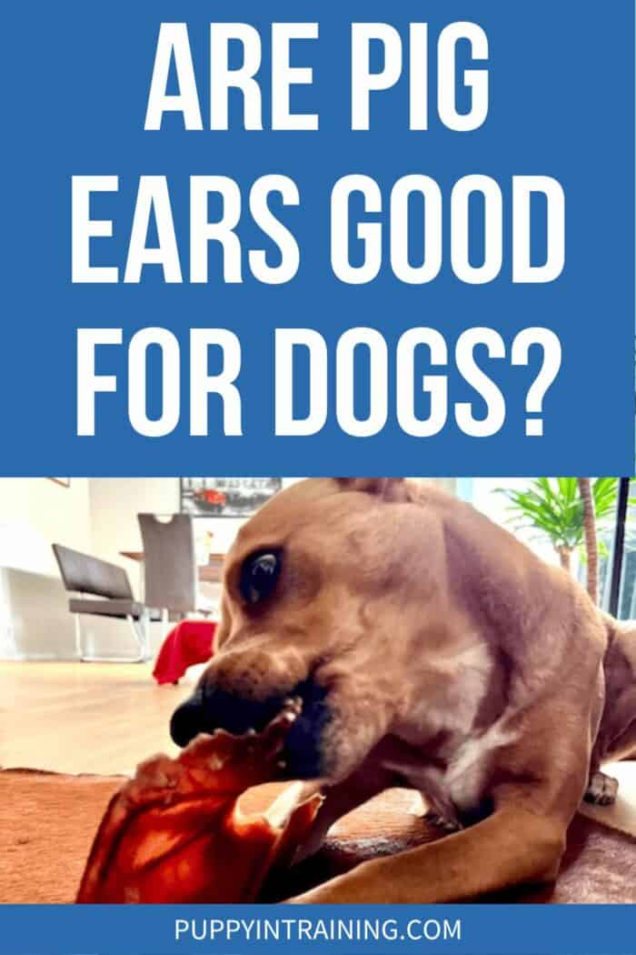 Are Pig Ears Good For Dogs? - dog chomping on pig ear