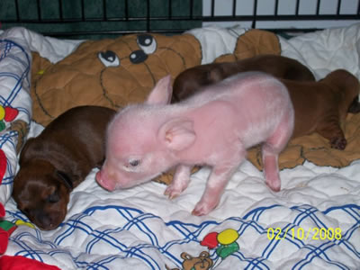 Pink The Piglet 1