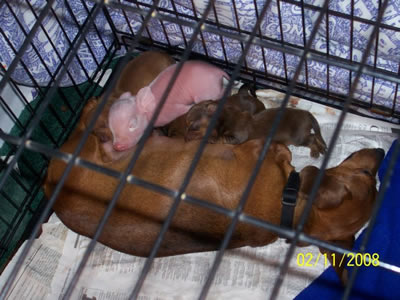 Pink The Piglet nursing with puppies