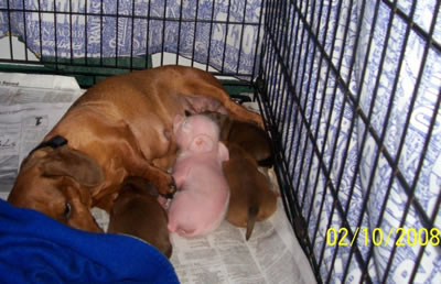 Pink The Piglet nursing some more