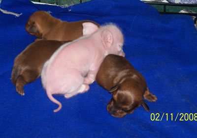 Pink the Piglet sleeping with siblings