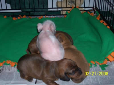 Pink the piglet on top of the litter