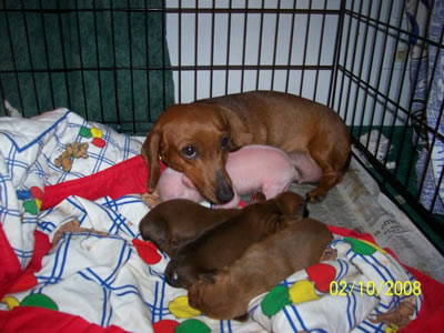 Pink the Piglet protected by mom