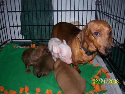 Pink the Piglet with family