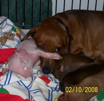 Pink The Piglet touching moms nose