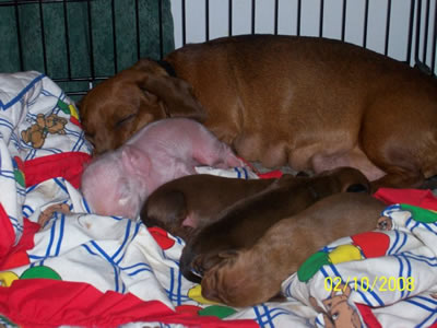 Pink The Piglet sleeping