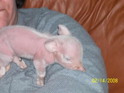 Pink the Piglet on shoulder