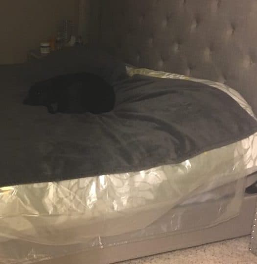 Human bed with plastic liner for dogs