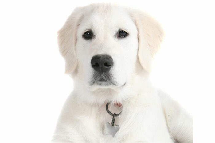 English Cream Golden Retriever staring back