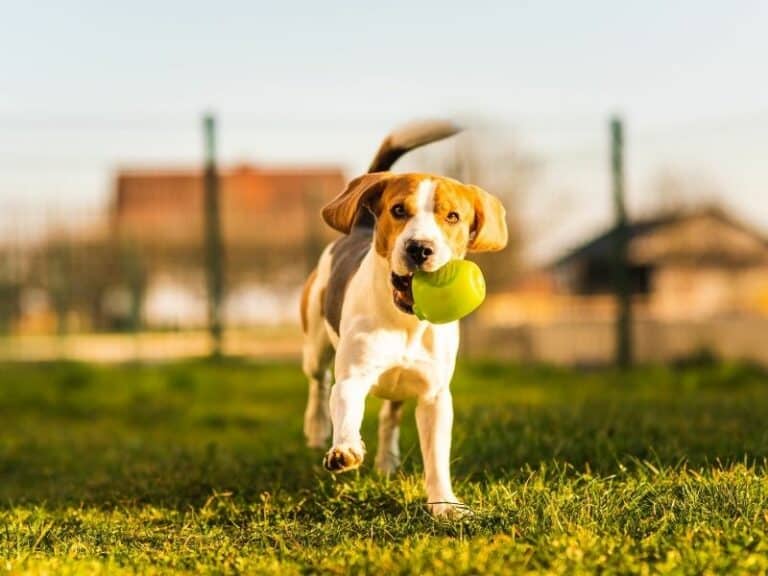 How To Teach Dogs To Fetch