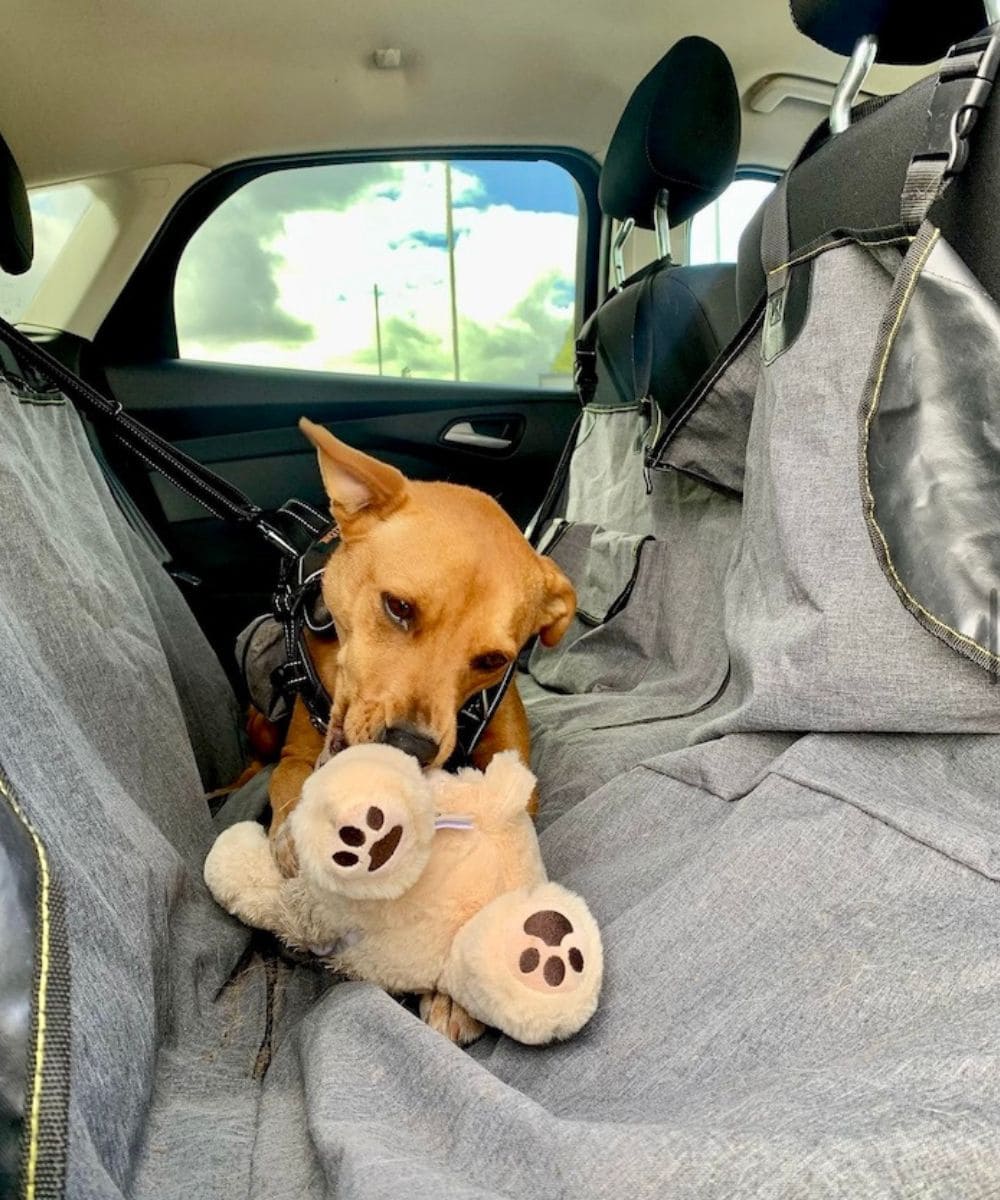 My rescue dog Wally with a plush dog toy he “kidnapped” from a pet retail store!