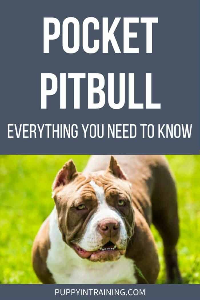 Pocket Pitbull - Everything You Need To Know - Pitbull standing in the grass