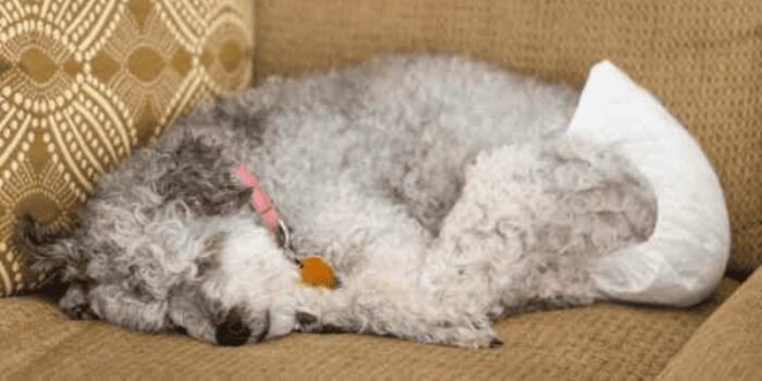 Senior poodle mix with a doggie diaper