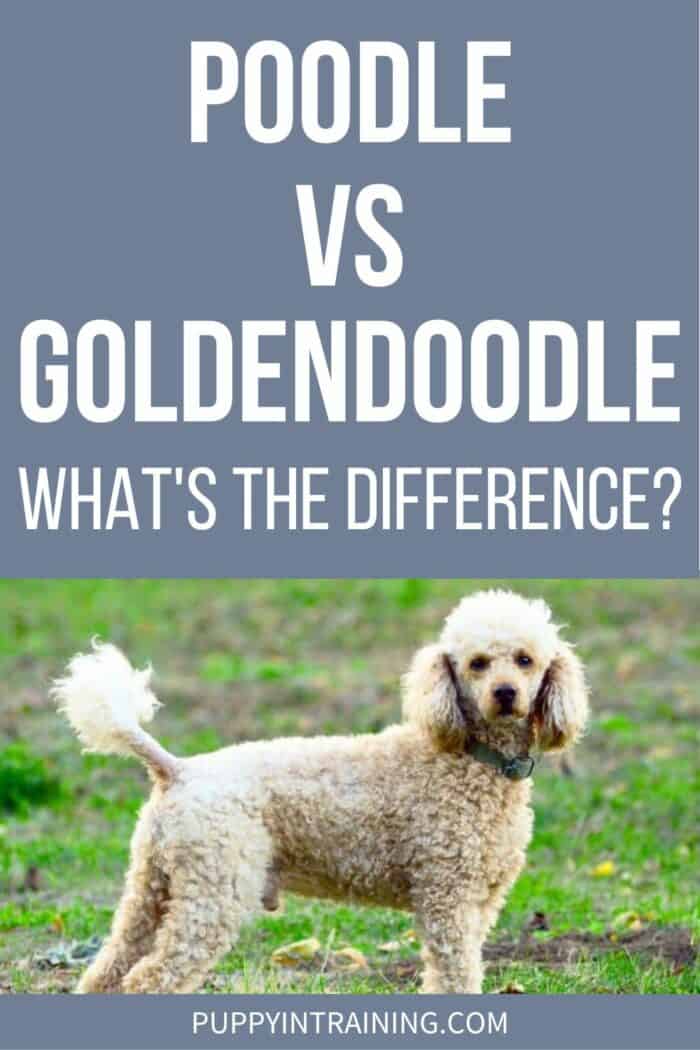 Poodle vs Goldendoodle - Poodle standing in grass