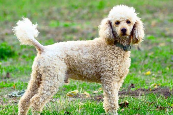 Poodle Vs Goldendoodle