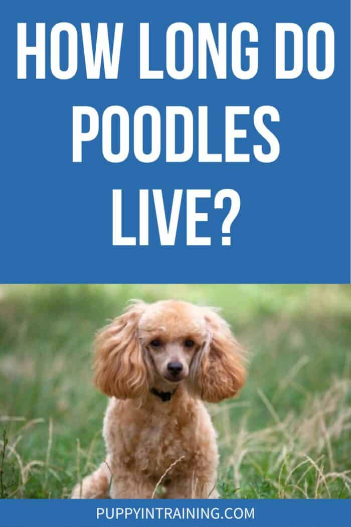 How Long Do Poodles Live? - Poodle sitting in the grass