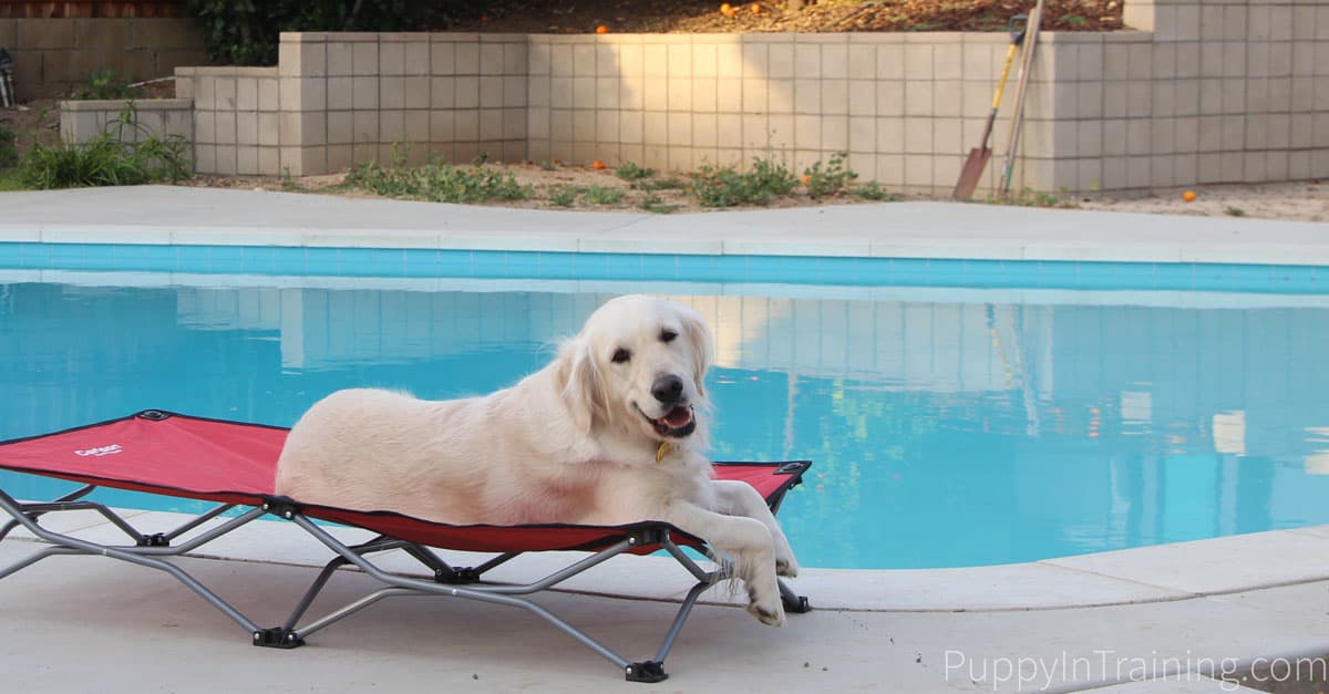 Carlson Portable Dog Bed Poolside. Raven reviews this portable doggy bed.