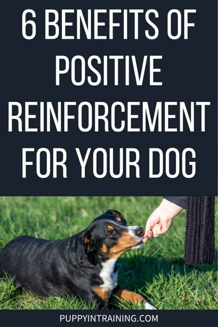 6 Benefits of Positive Reinforcement For Your Dog - tri color dog getting a treat for down stay