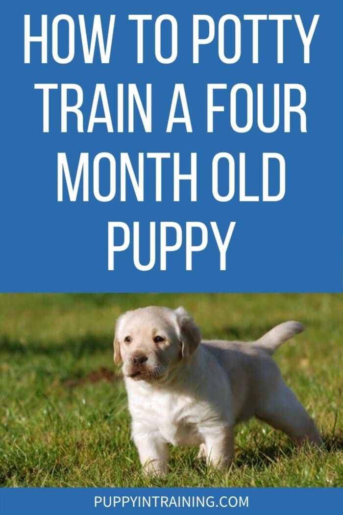 How To Potty Train A Four Month Old Puppy - Yellow Labrador Retriever puppy getting ready to go potty in the grass.