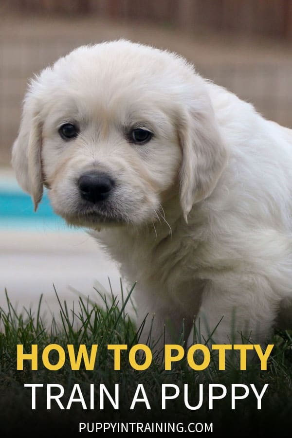 How To Potty Train A Puppy - Golden Retriever puppy