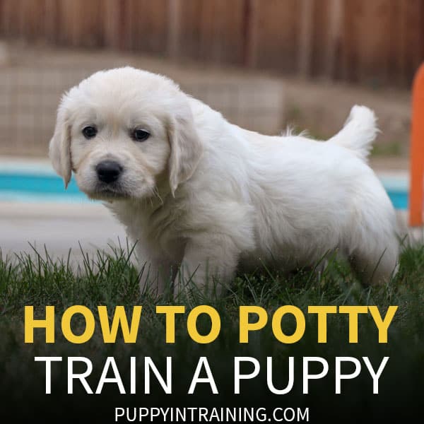 How to potty train a puppy - puppy peeing on the grass