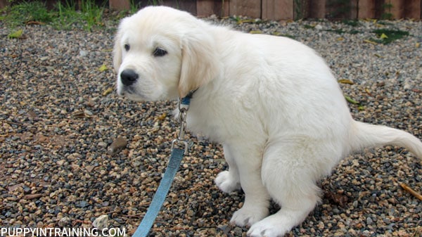 House training our puppy, Charlie. - Pooping outside