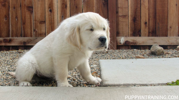 Puppy Charlie taking a pee pee brake.