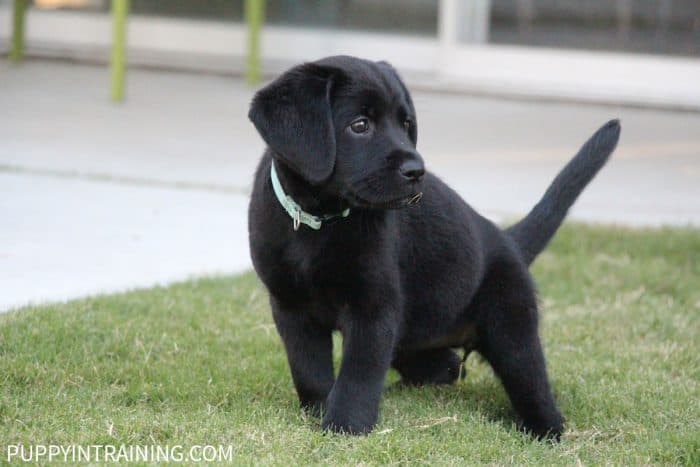 Black lab puppy standing in the grass going pee