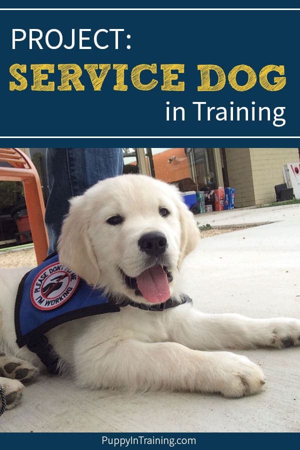 PROJECT: Service Dog in Training. It’s simple we’re putting together a guide that will teach you how to raise and train your puppy as if he were a Service Dog in Training. After 10+ years raising 11 Service Dog puppies I decided to get all of my knowledge down into one (hopefully) organized guide. #servicedogs #assistancedogs #servicedogintraining #servicedogpuppy #puppyintraining #raiseapuppy #puppytrainingguide