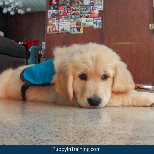 Bear a Service Dog in Training