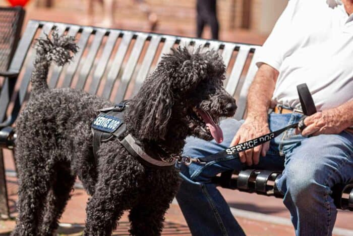 Psychiatric Service Dog