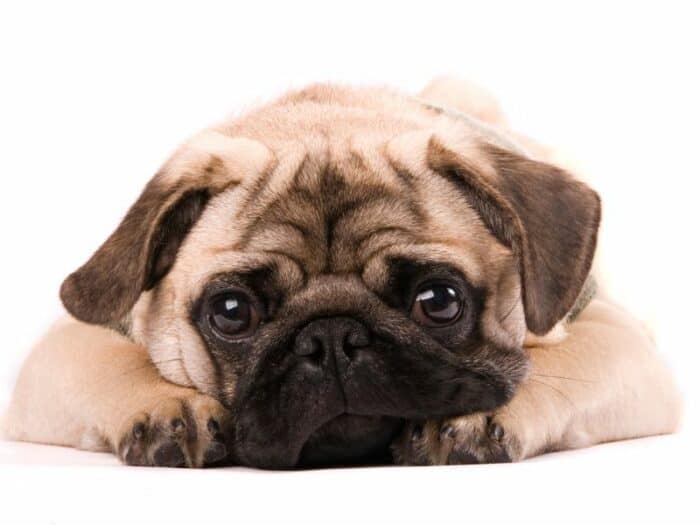 Cute Pug down stay