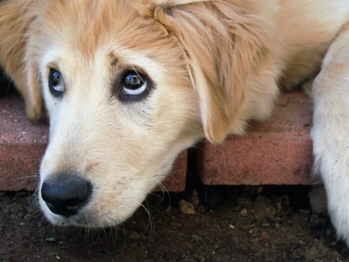 Puppy Body Language - Golden puppy looking up