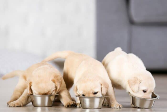 Three Labrador puppies eating in a row.