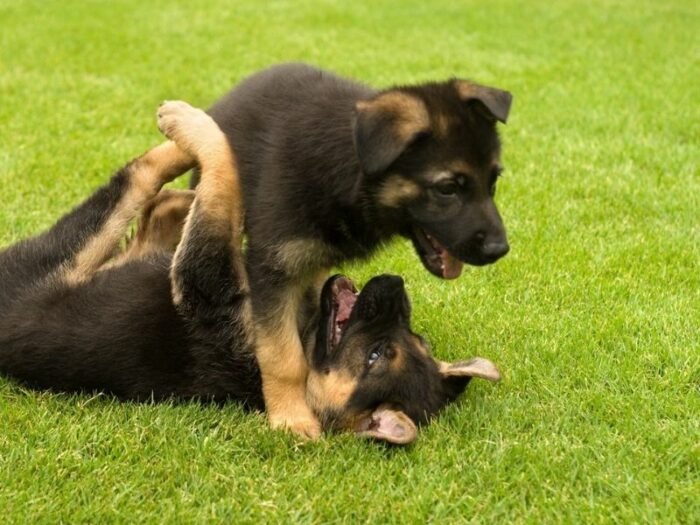 Puppy Playtime - German Shepherd puppies playing