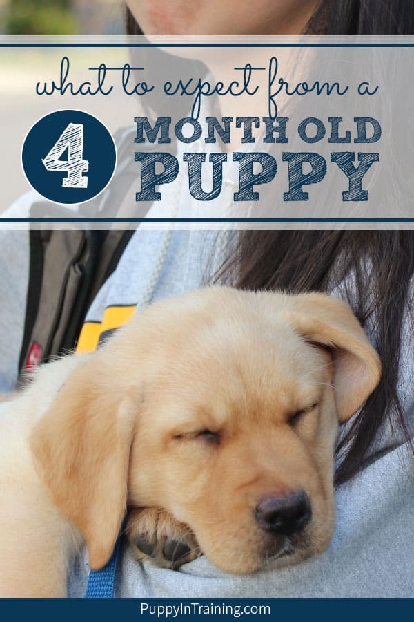 Have you ever wondered what your puppy should know at 4 months of age? Let me start off by saying every puppy is different. However as puppy raisers we do set goals and hope to get our puppy’s on a good schedule (for potty training) and establish good puppy behaviors. #puppytraining #4montholdpuppy #4montholdpuppybehavior #4montholdpuppyschedule #4montholdpuppytraining